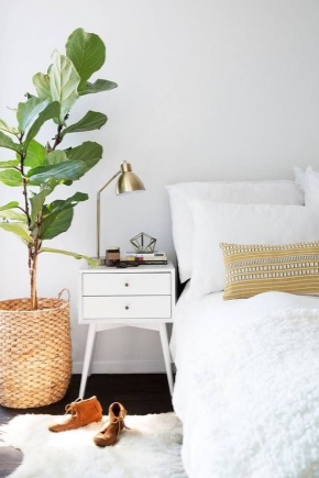  Adakah mungkin untuk menyimpan tumbuh-tumbuhan dalaman di dalam bilik tidur?