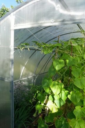  Оранжерия за краставици: видове и детайли на производството