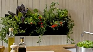  Plants for the kitchen