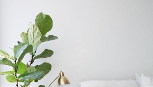  İç mekan bitkilerini yatak odasında tutmak mümkün mü?