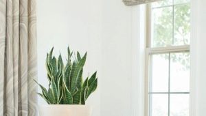  Indoor plants in the interior of the apartment: interesting design options
