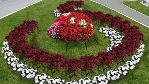  Landscape design: how to choose flowers for a bed?
