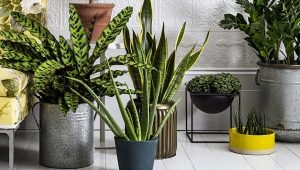  Plants in the interior of a residential house