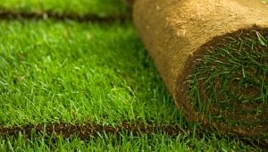  Meletakkan turf: ciri-ciri bahan dan teknologi pemasangan