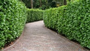  Hedge: pagar hijau dalam reka bentuk landskap