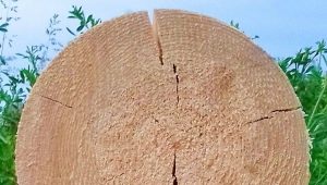  Συμπληρώματα ξύλου: τύποι και χαρακτηριστικά της εφαρμογής