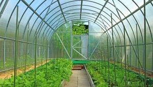  How to choose the optimal size of the greenhouse?