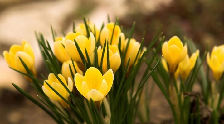  الحيل من تصميم المناظر الطبيعية: اختيار الزهور لأسرة زهرة الربيع