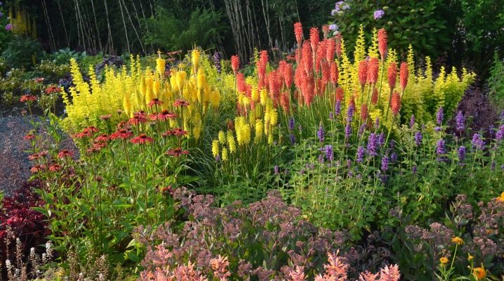  Landscape design: plants for autumn flower beds