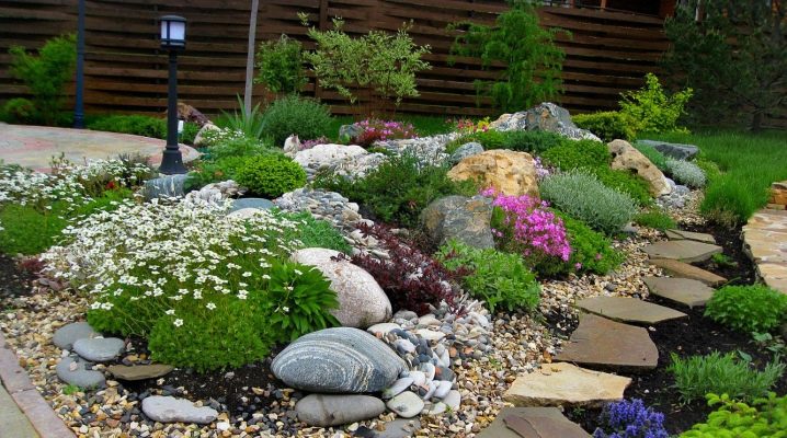  Alpine plants: names and care guidelines