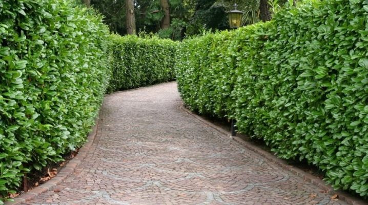  Hedge: green fences in landscape design