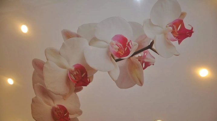  Plafonds tendus avec orchidée: un intérieur romantique dans votre maison