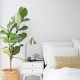  Este posibil să păstrați plantele de interior în dormitor?