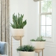  Tumbuh-tumbuhan dalaman di bahagian dalam apartmen: pilihan reka bentuk yang menarik