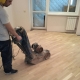  Wood floor scraping: technology features