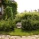  Use of mountain pine in landscape design