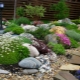  Alpine plants: names and care guidelines