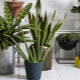  Plants in the interior of a residential house