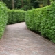  Hedge: garduri verzi în designul peisajului