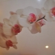  Orkide ile streç tavanlar: evinizde romantik bir iç mekan